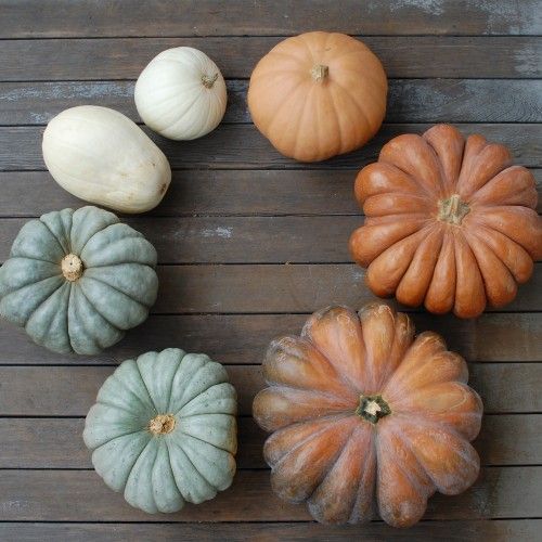 Trending for Fall: Muted Pumpkins + Gourds