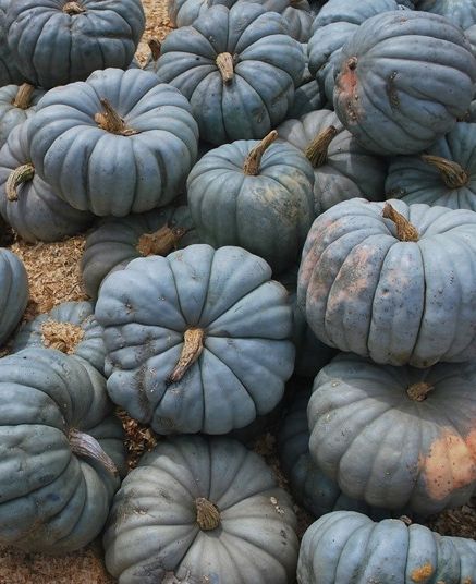 Trending for Fall: Muted Pumpkins + Gourds