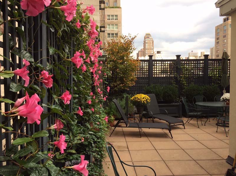 Perfect Summer Rooftops