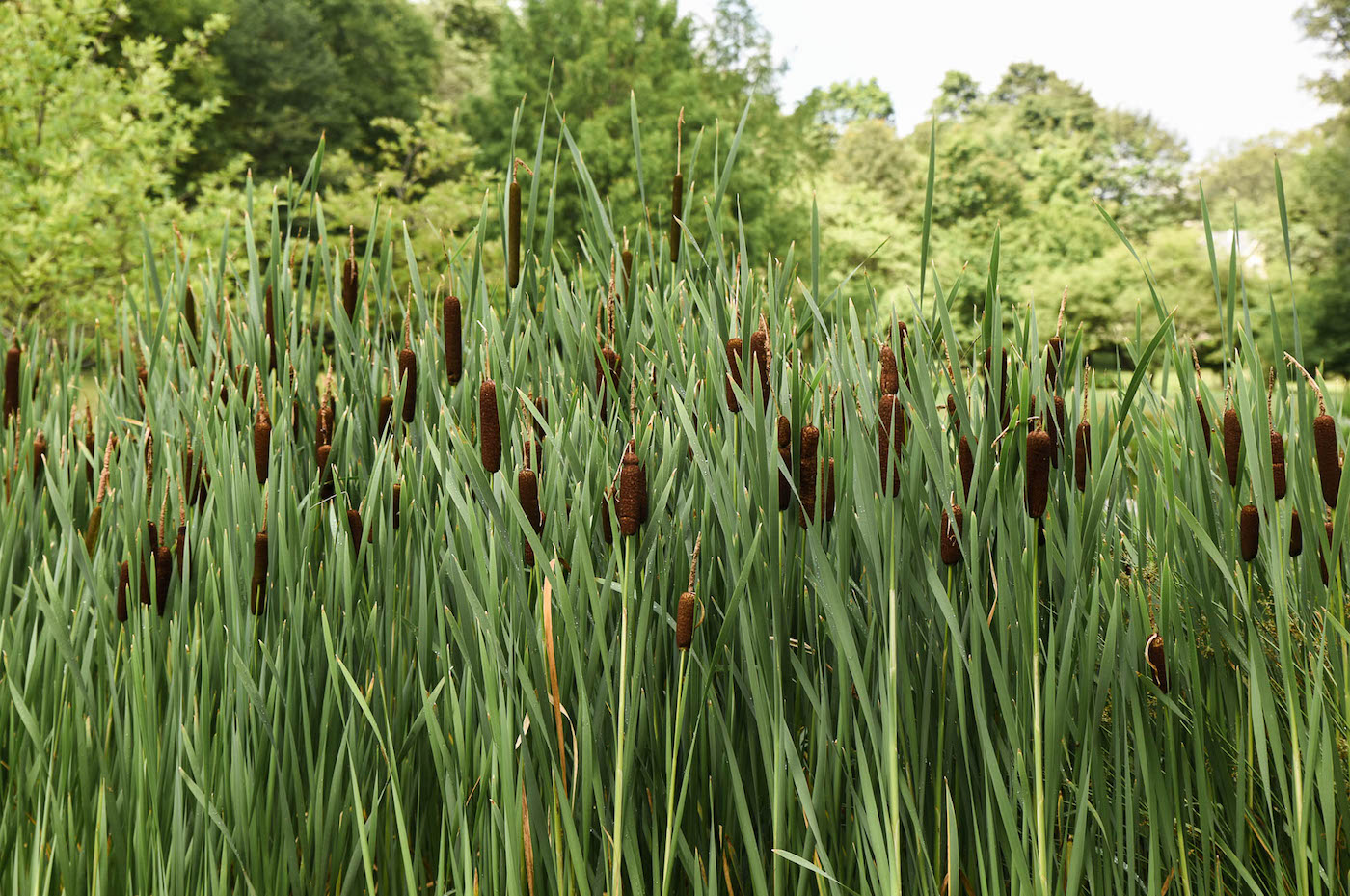 Matthew Cunningham Landscape Design Matthew Cunningham, native plantings