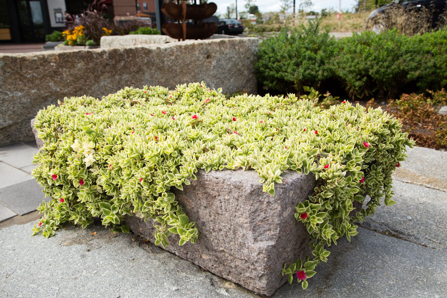 Fall Containers by Schumacher Companies