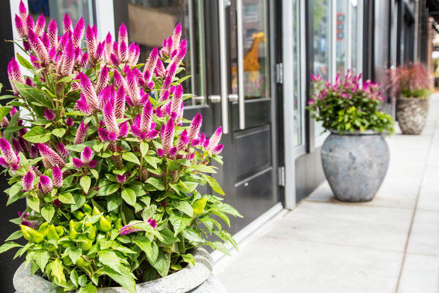 Fall Containers by Schumacher Companies