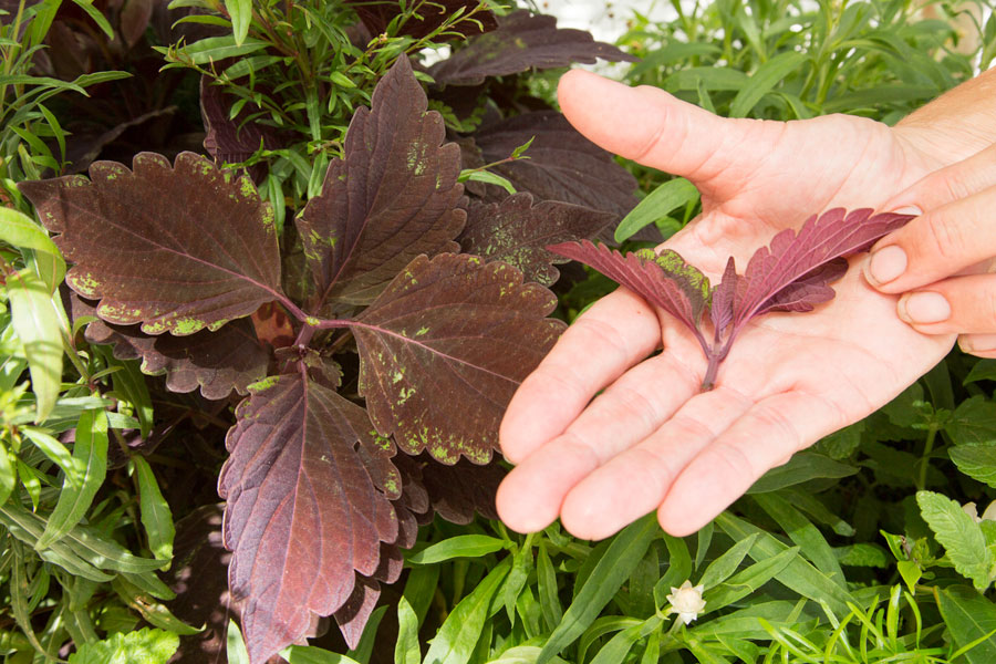 To Prune or not to prune?