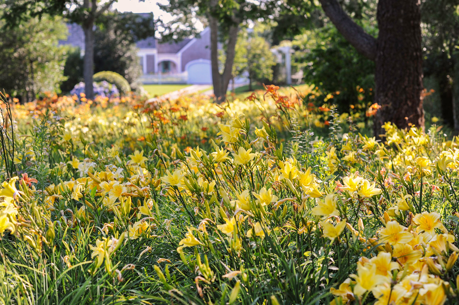 Sustainable garden of daylilies Sustainable garden of daylilies