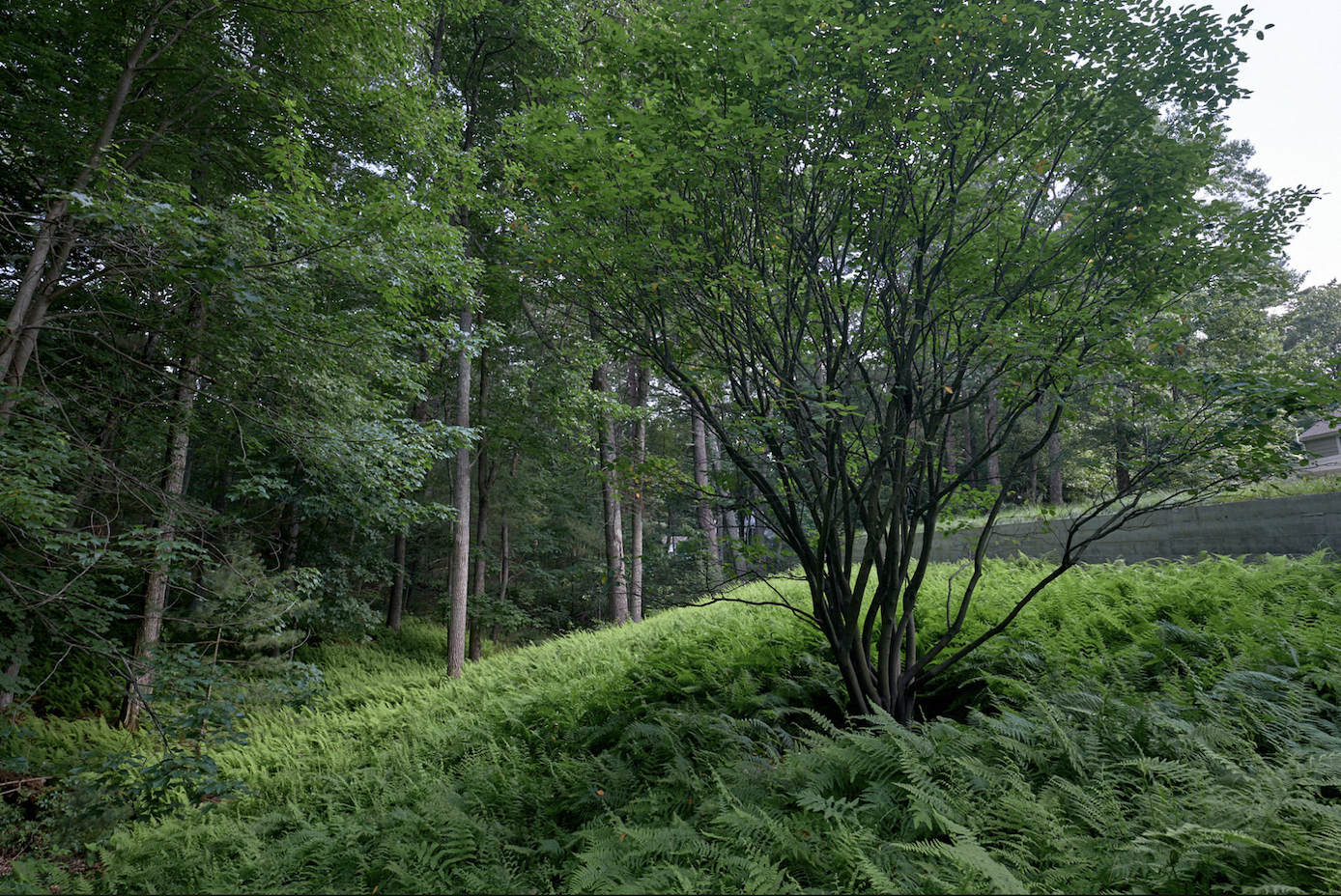 Herrick Woods, Natural Lawns, Matthew Cunningham