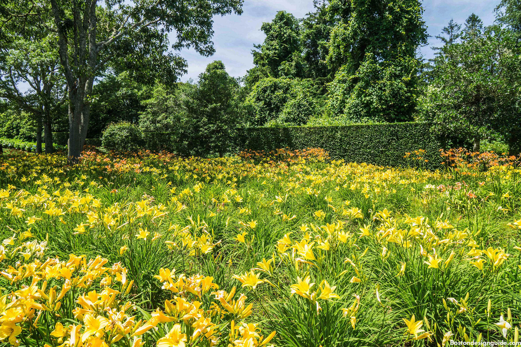 Sustainable garden of daylilies by Kimberly Mercurio Landscape Architecture