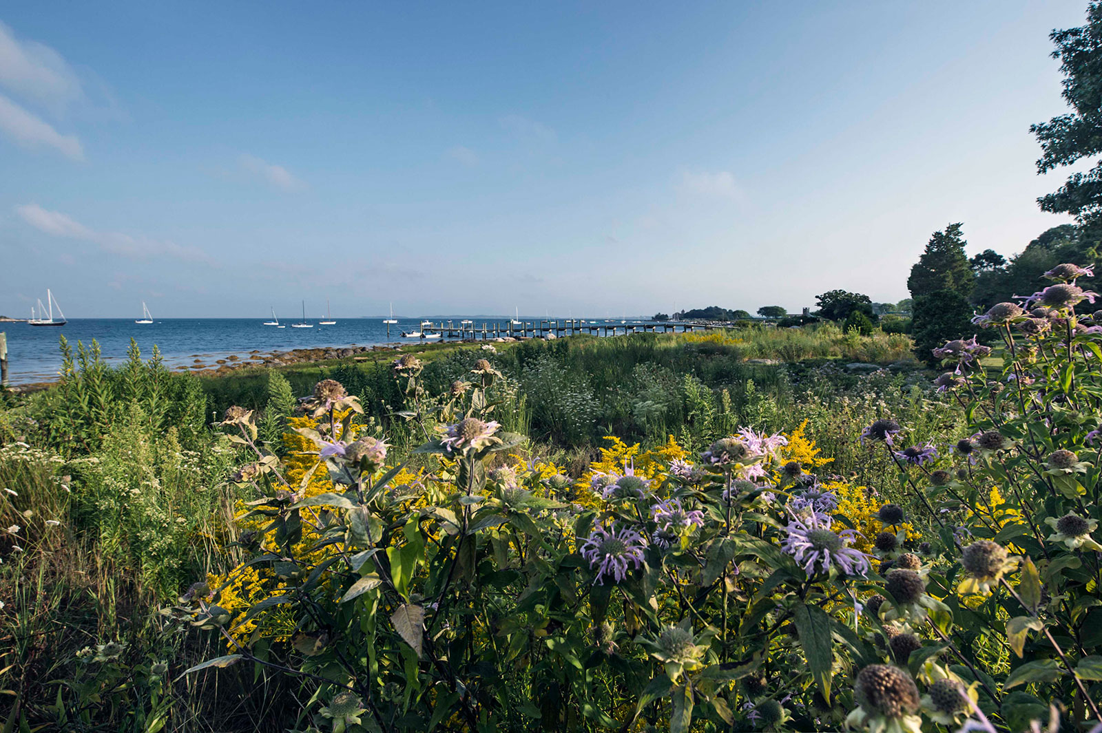 Coastal meadow expansion and cultivation by Landscape Creations