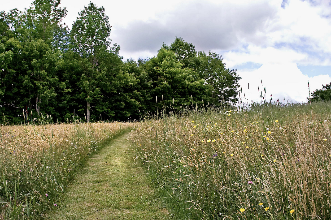 Front Ridge, Matthew Cunningham, Natural Lawns