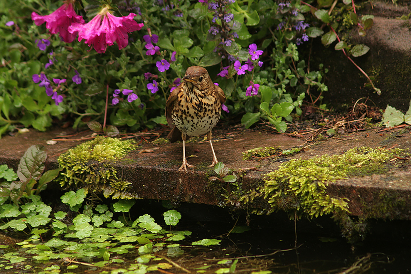 Newport Secret Garden Tours, Sept. 7-9