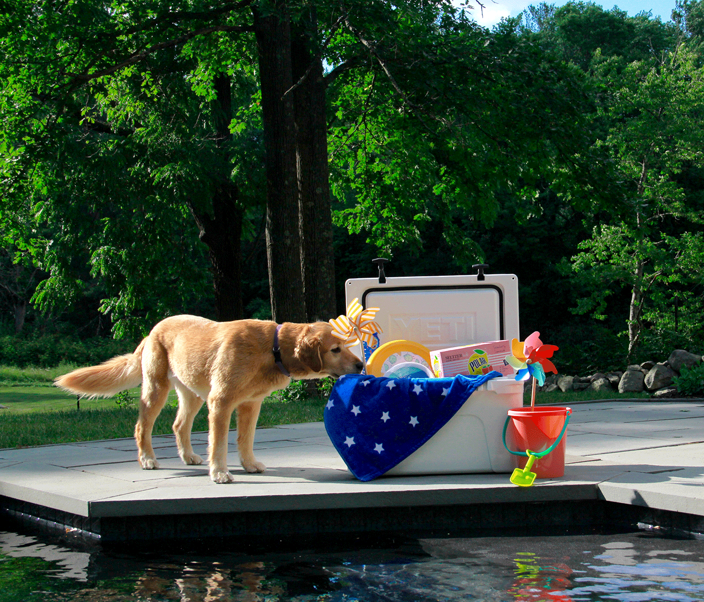 Dog standing next to Yeti cooler