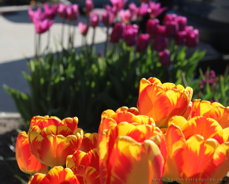Container Gardens + Boutique Garden Services