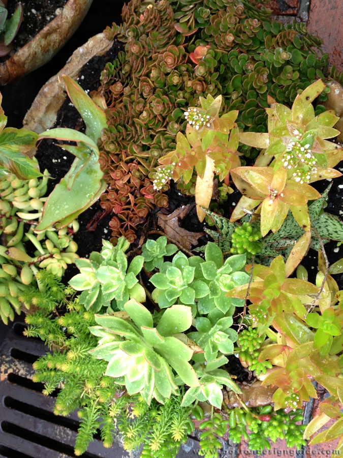 Container Gardens + Boutique Garden Services