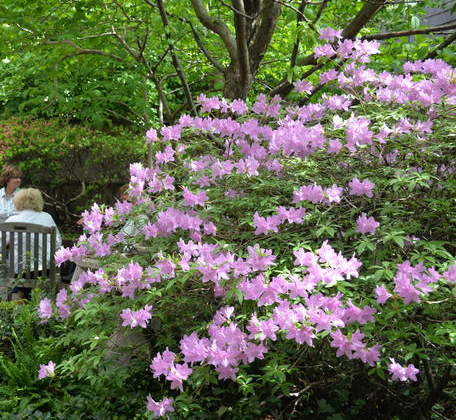 Hidden Gardens of Beacon Hill Tour