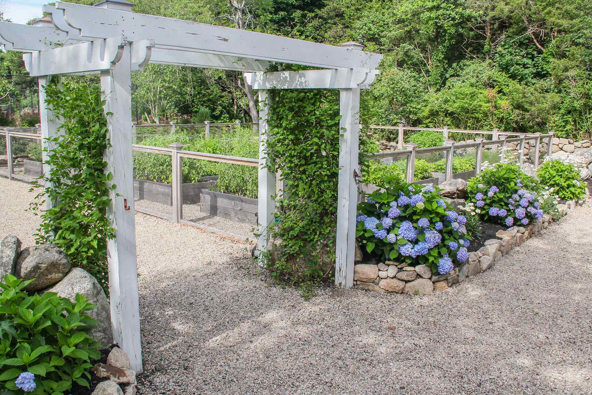 Cape Cod Hydrangea Festival Cape Cod events