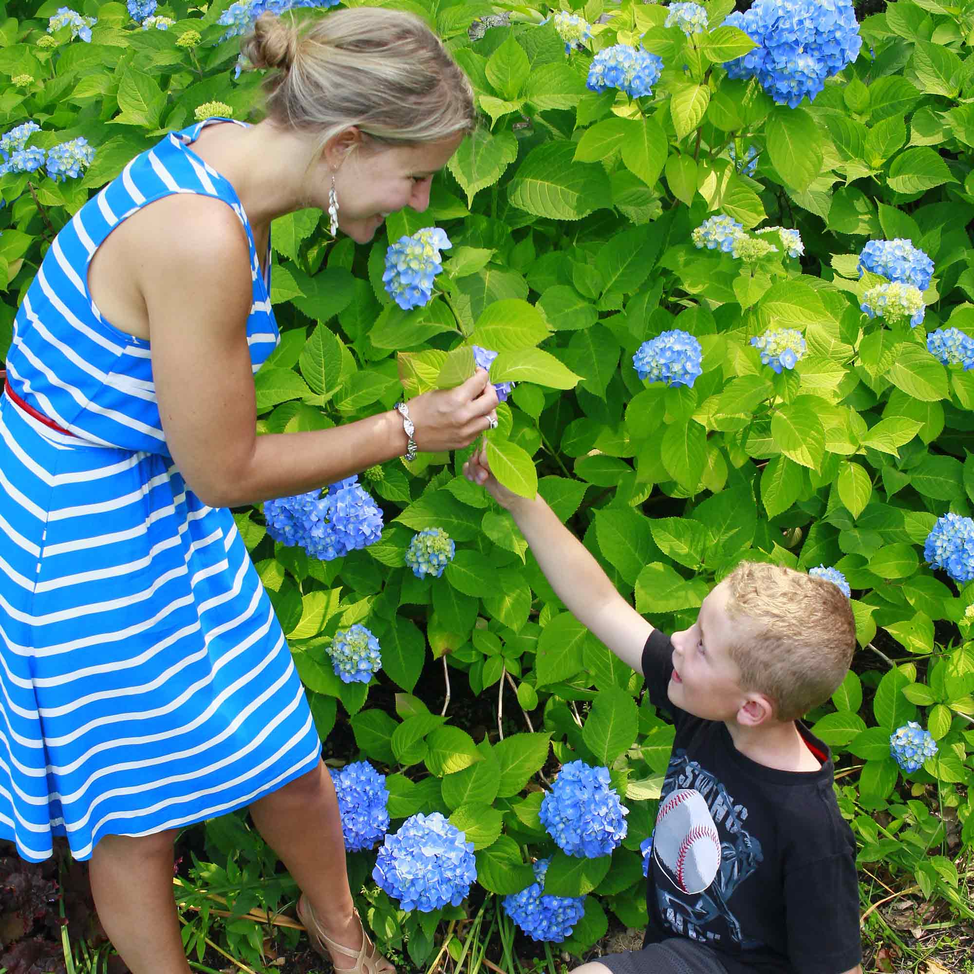 hydrangea festival in Cape Cod