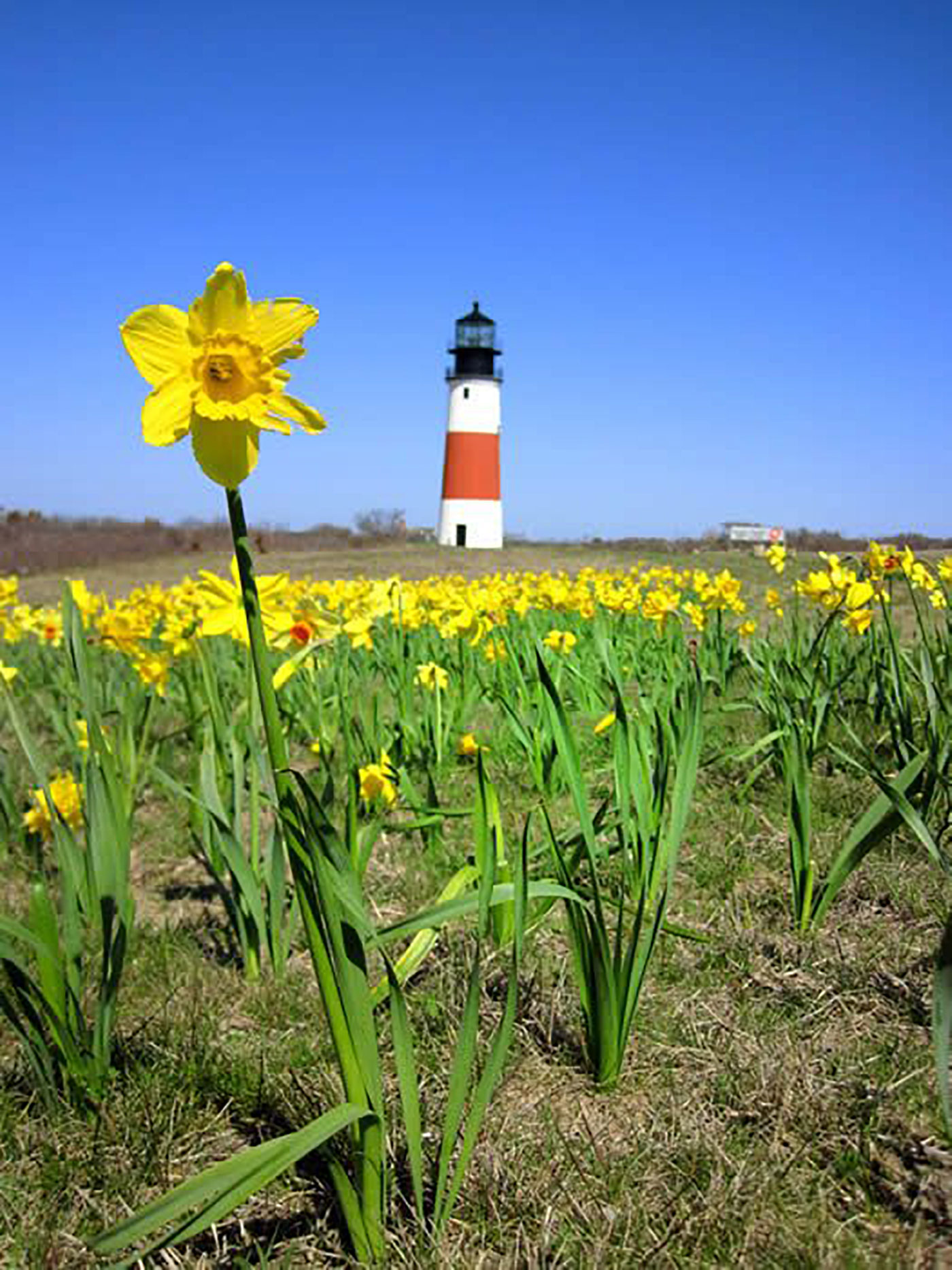 Nantucket Daffodil Festival