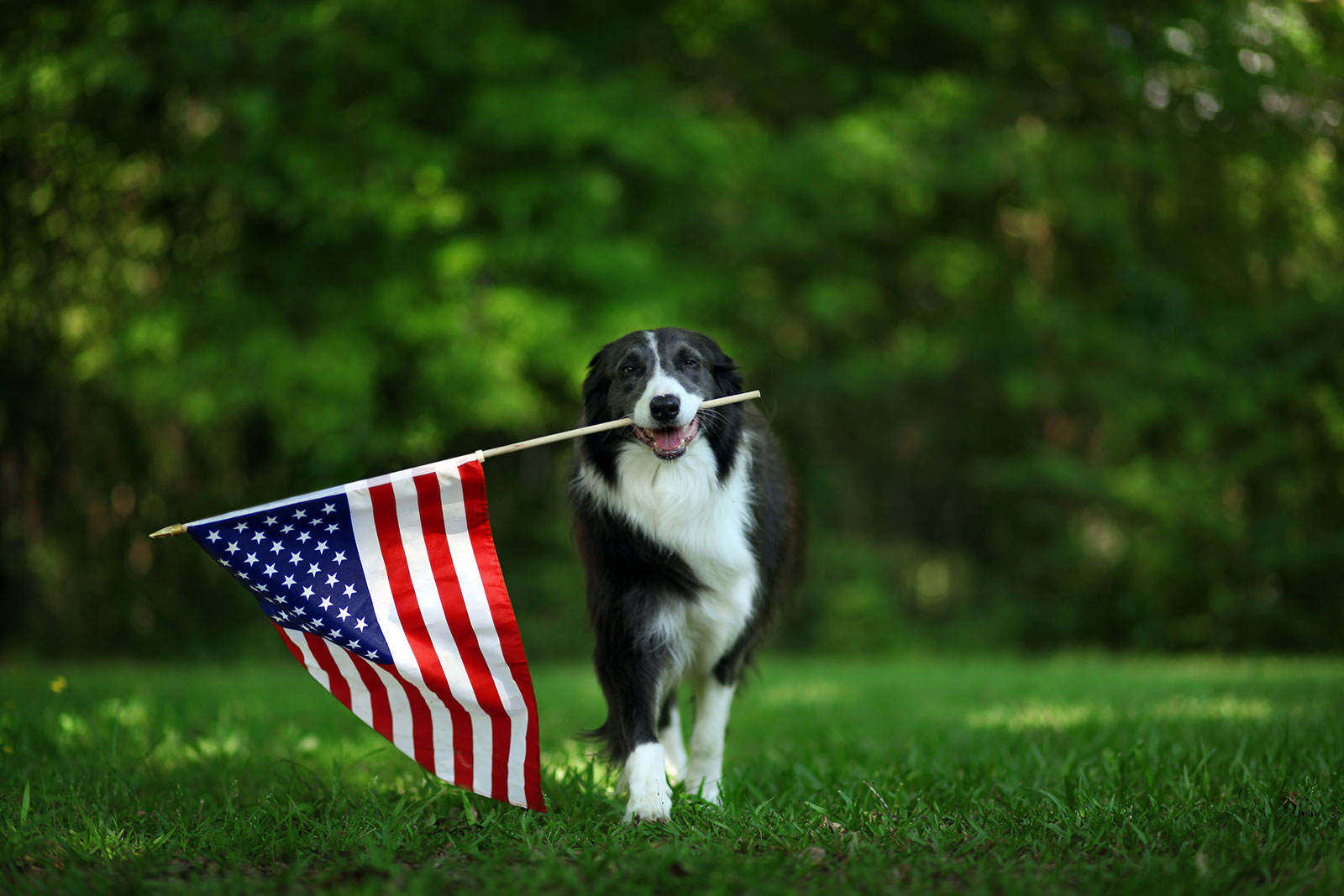 Simple ways to mark Memorial Day 