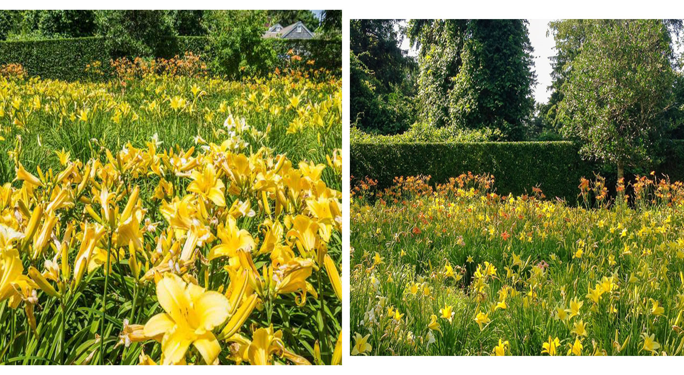 Sustainable garden of daylilies by Kimberly Mercurio Landscape Architecture