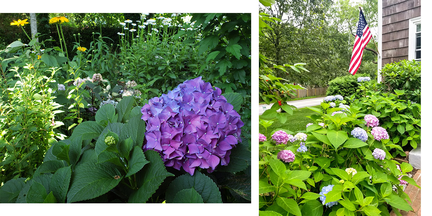 Summer Garden Celebration—2020 Cape Cod Hydrangea Festival 