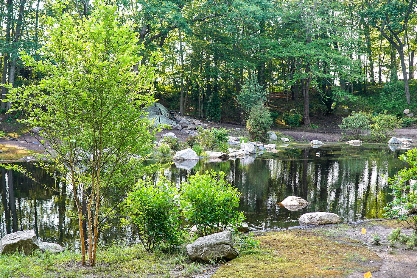 A naturalized pond restoration by landscape contractor Landscape Creations