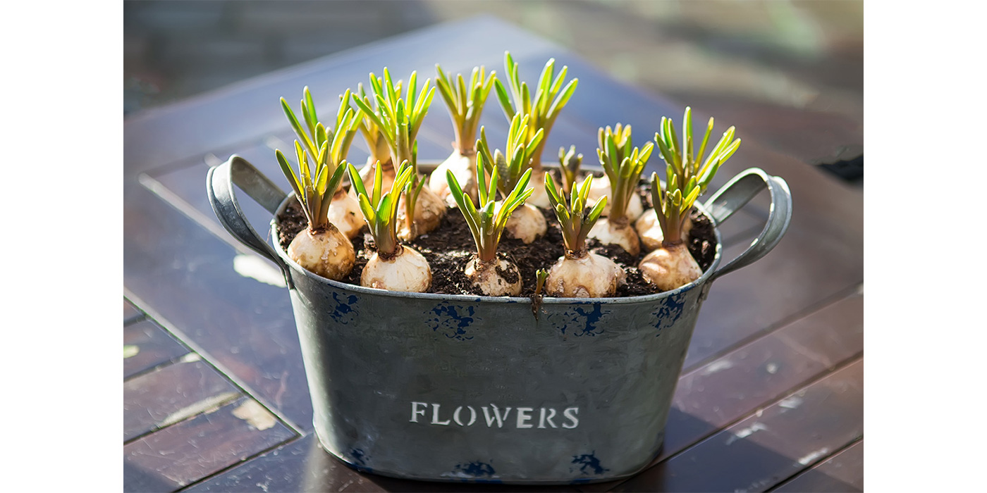 Sprouting potted spring bulbs