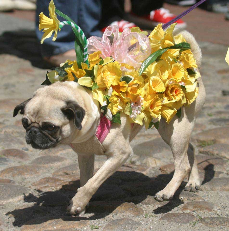 Daffy Dog Parade, Nantucket Island