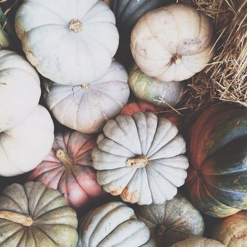 Muted Pumpkins + Gourds