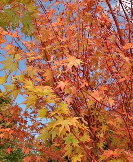 Fall Plants at Select Horticulture in Lancaster MA and Greenwich CT