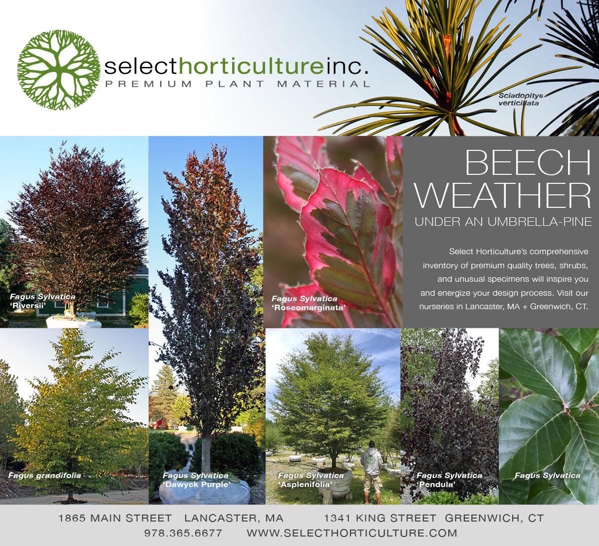 It's Beech Weather at Select Horticulture