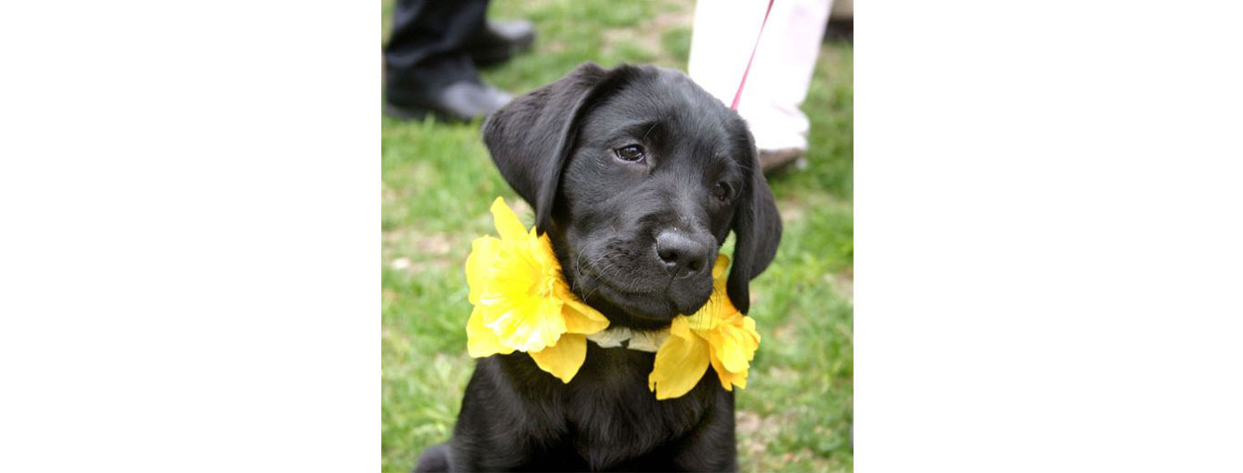 Dog decorated for Nantucket Daffodil Festival