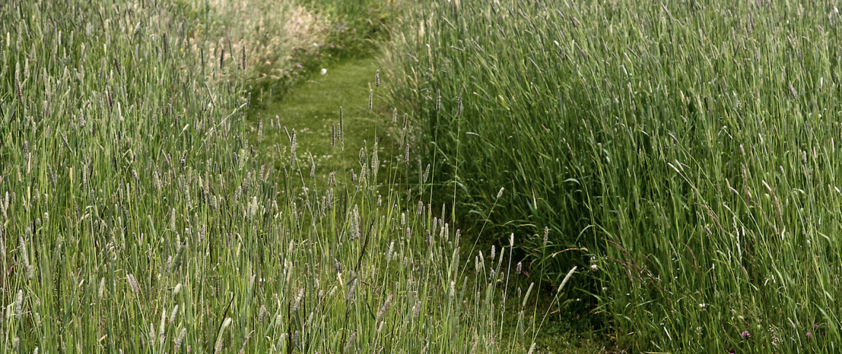 natural lawns, michael cunningham landscape design