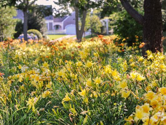 Sustainable garden of daylilies 
