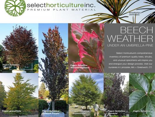 It's Beech Weather at Select Horticulture