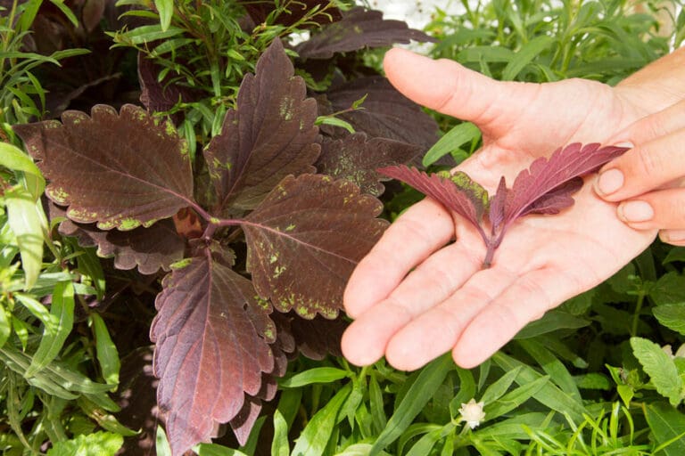 To Prune or not to Prune? Schumacher Companies Weighs In.