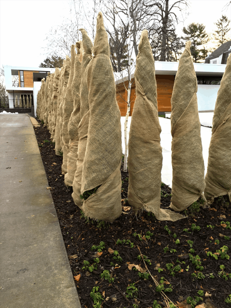 Winterizing outdoor plants