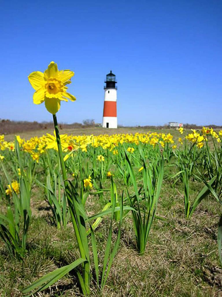 daffodil-lighthouse