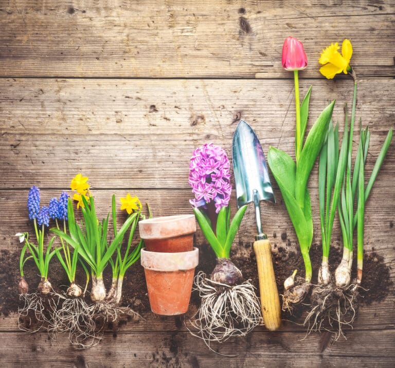 planting-bulbs-main-web