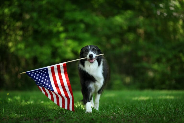 dog-with-flag-web