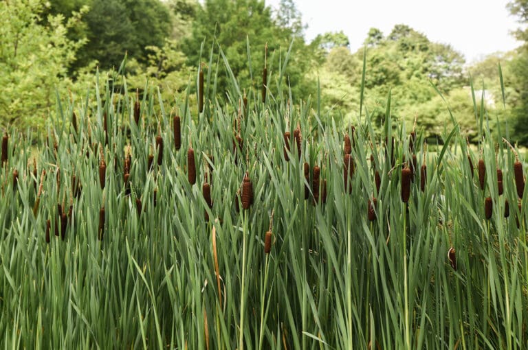 29-Matthew-Cunningham-Landscape-Design-Warren-Estate